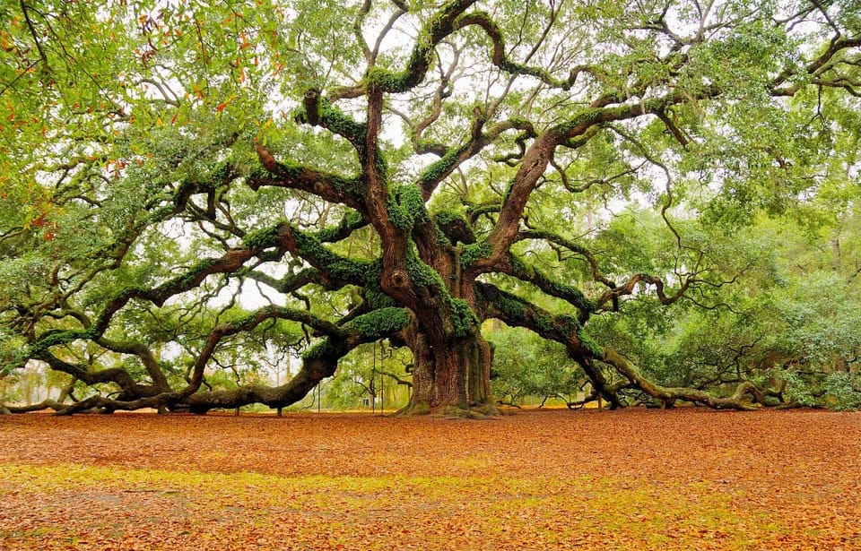 Beautiful Trees - Angel Oak Tree in Charleston