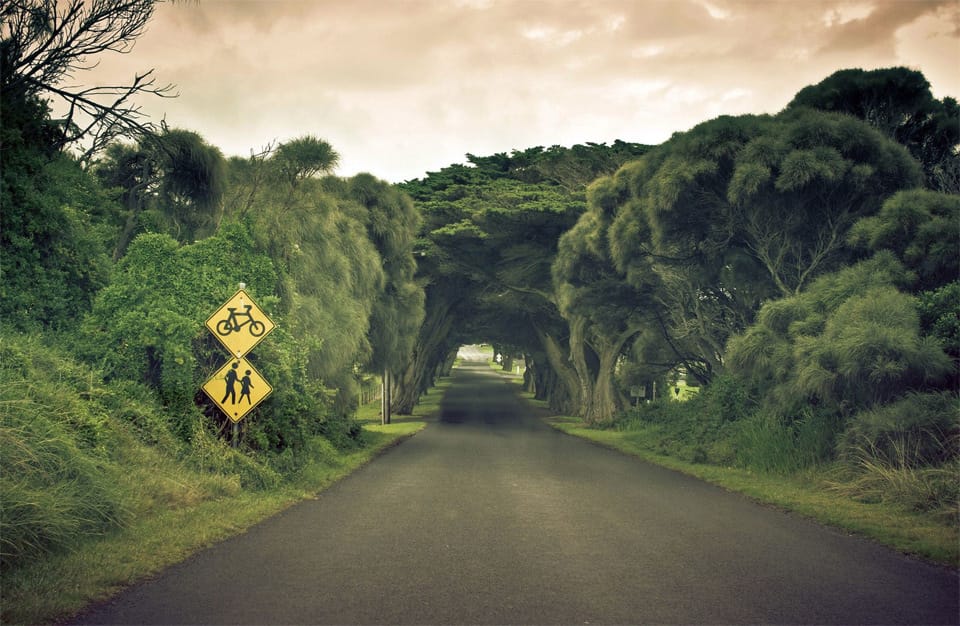 Beautiful Trees - Road tree tunnel in Australia