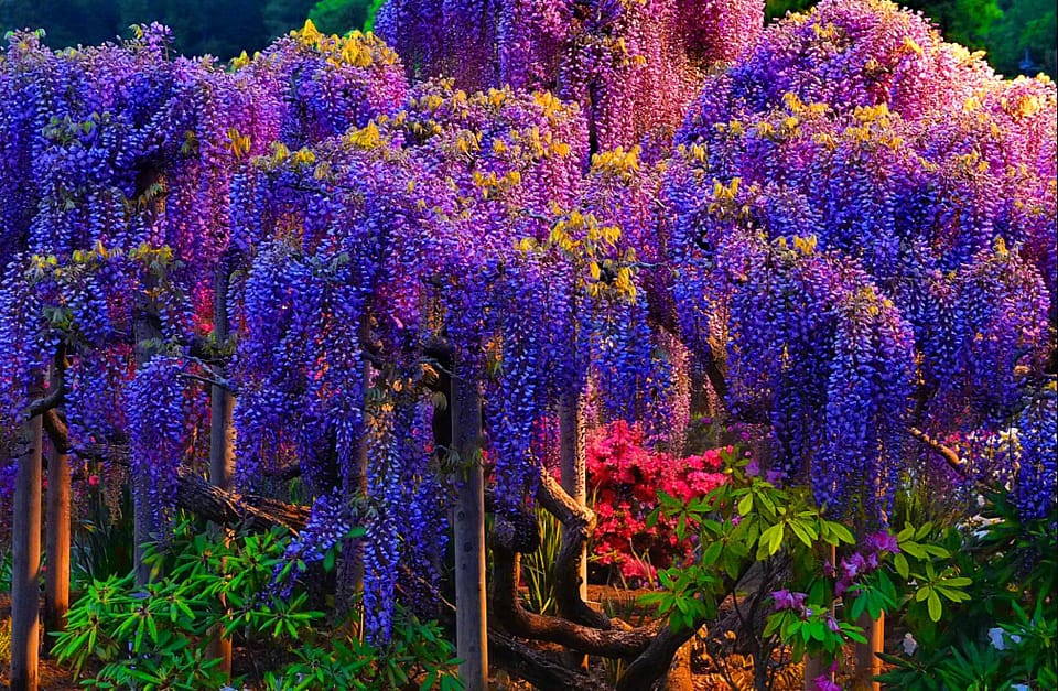 Beautiful Trees - Wisteria tree 1