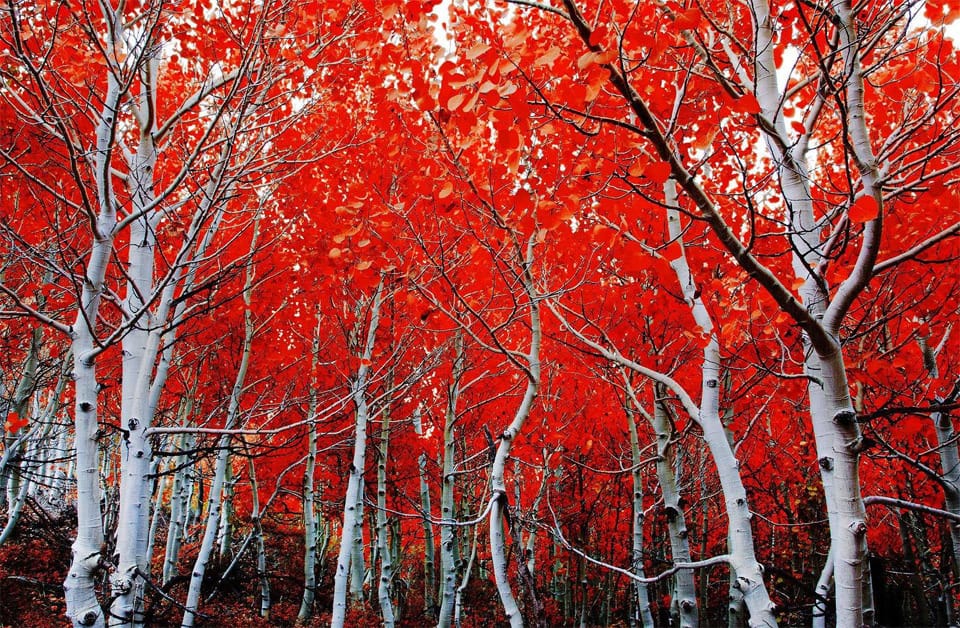 Beautiful Trees - California in Autumn