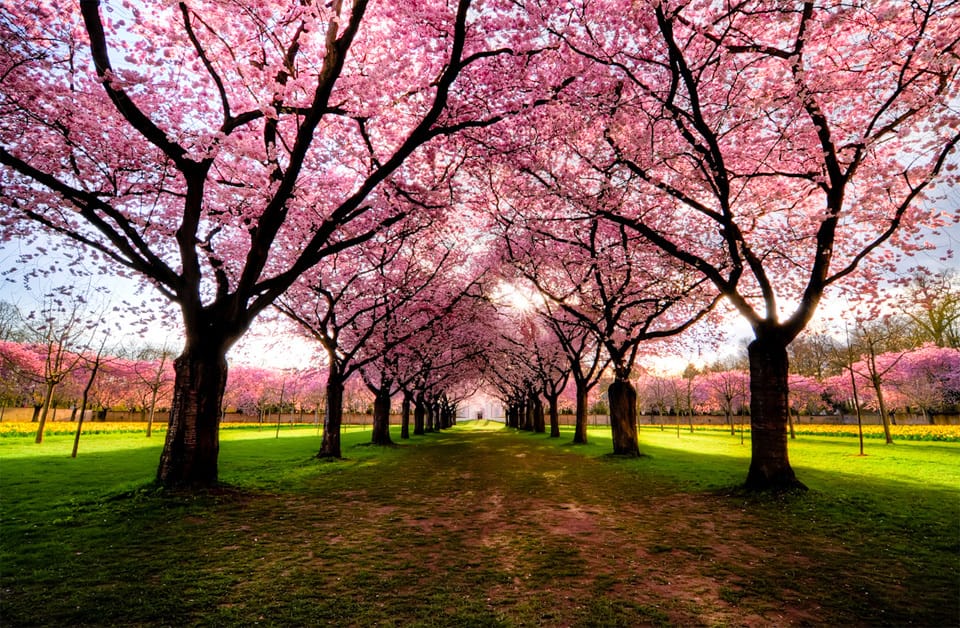 Beautiful Trees - Cherry trees path in Germany