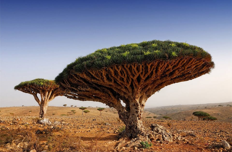 Beautiful Trees - Dragon blood tree in Yemen