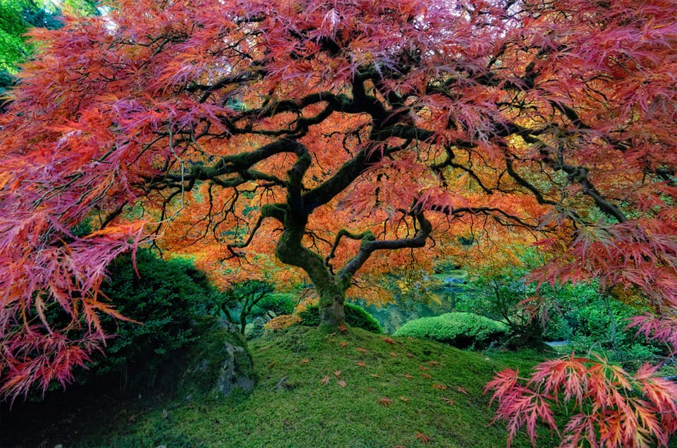 Beautiful Trees - The Portland Japanese Garden