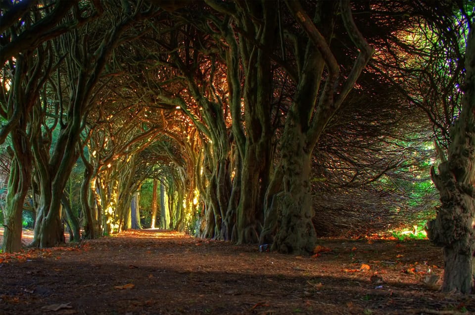 Beautiful Trees - Tree tunnel in Ireland