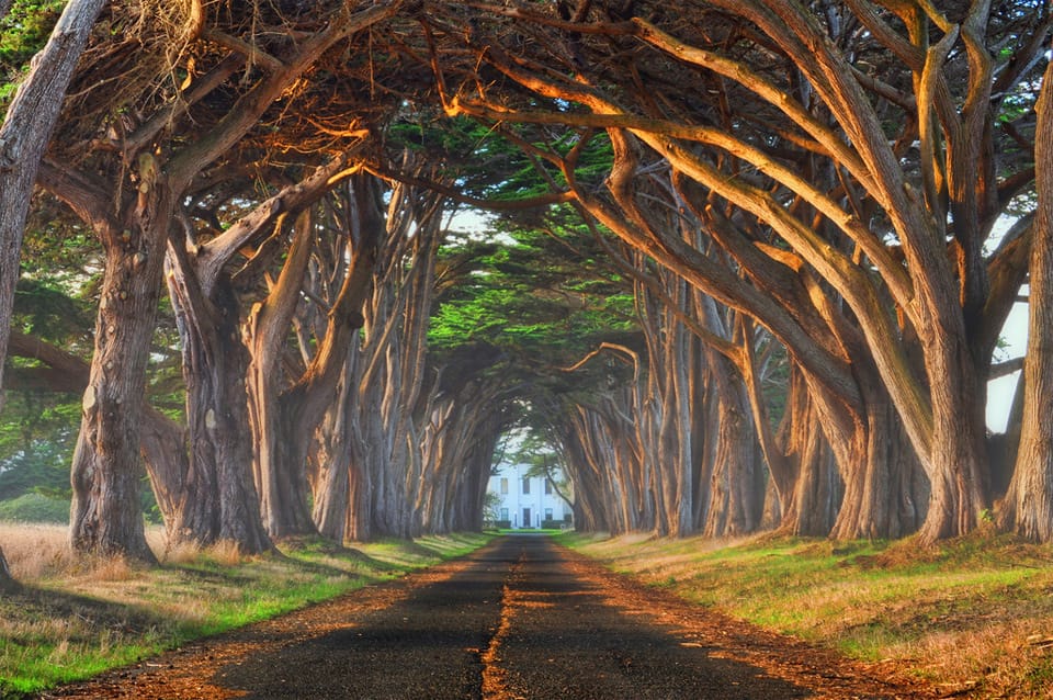 Beautiful Trees - Natural tree tunnel