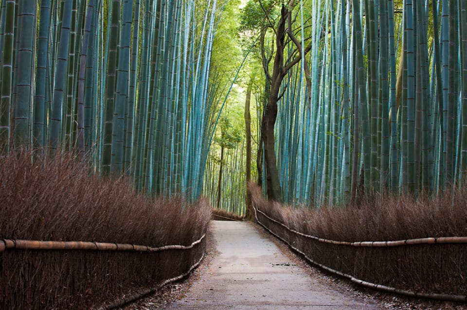 Beautiful Trees - Sagano bamboo forest in Kyoto, Japan