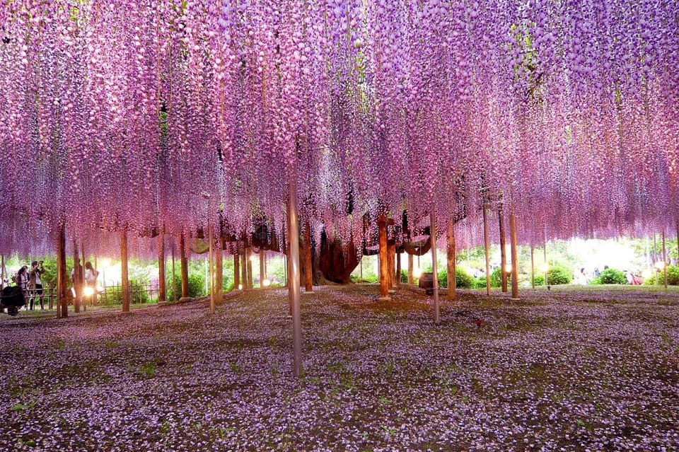 Beautiful Trees - Wisteria tree