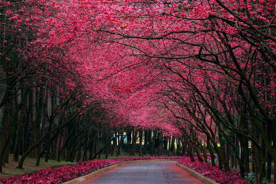 Beautiful Trees - Cherry blossom road