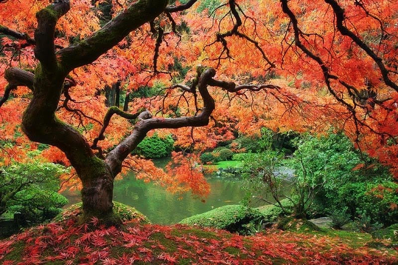 Beautiful Trees - Japanese Maple Tree (2)