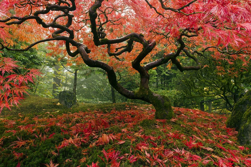 Beautiful Trees - Japanese Maple Tree