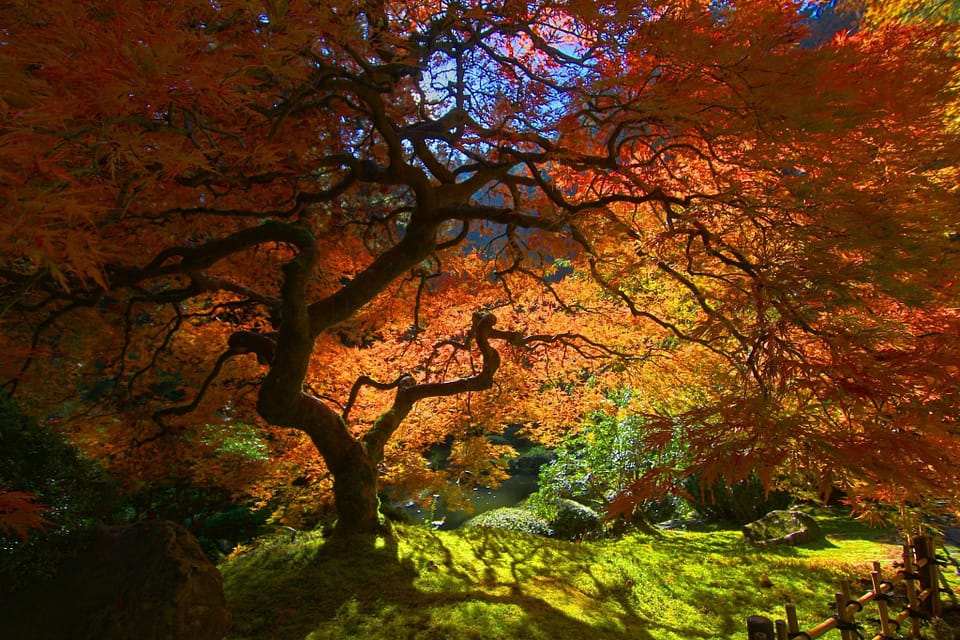 Beautiful Trees - Japanese Maple