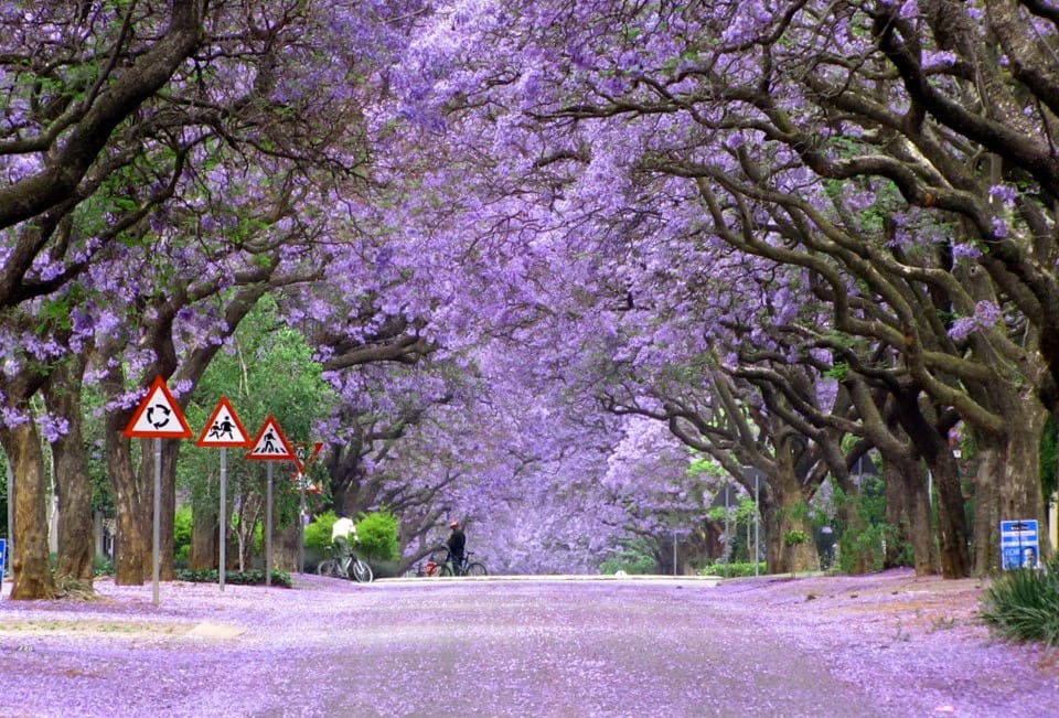 Beautiful Trees - Jacaranda trees in bloom