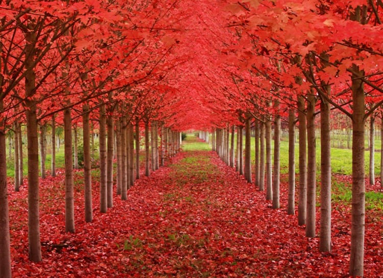 Orange Mapple Trees