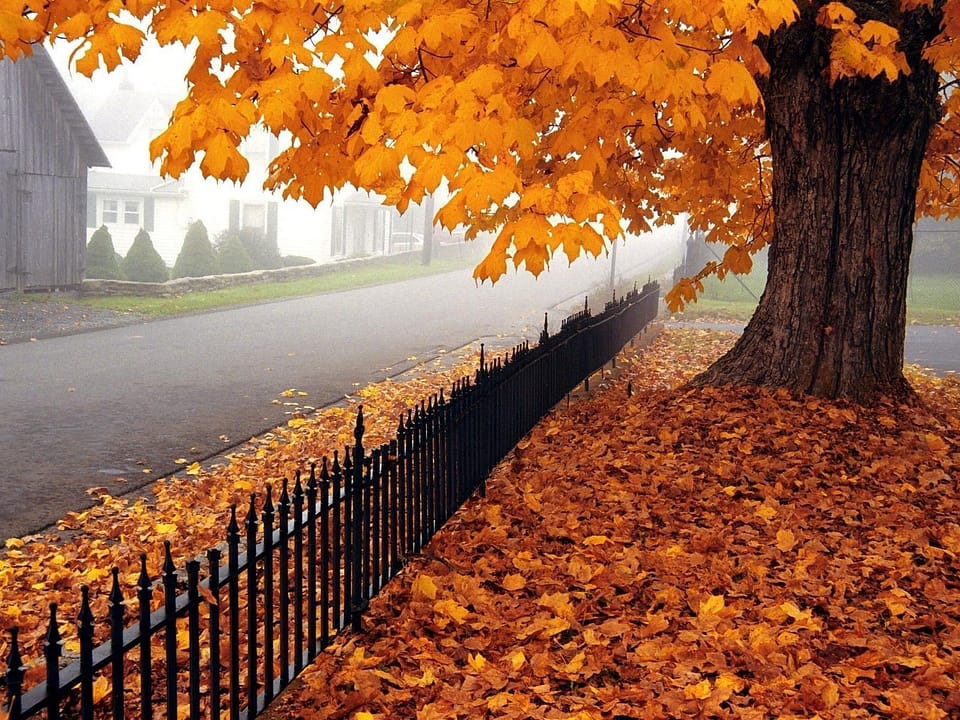 Beautiful Trees - Falling Maple Leaf