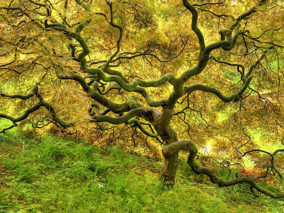 Beautiful Trees - Golden tree