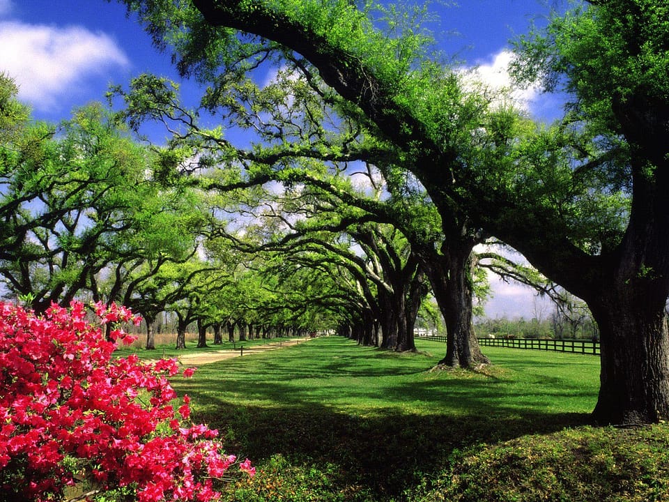 Beautiful Trees - Green and Red