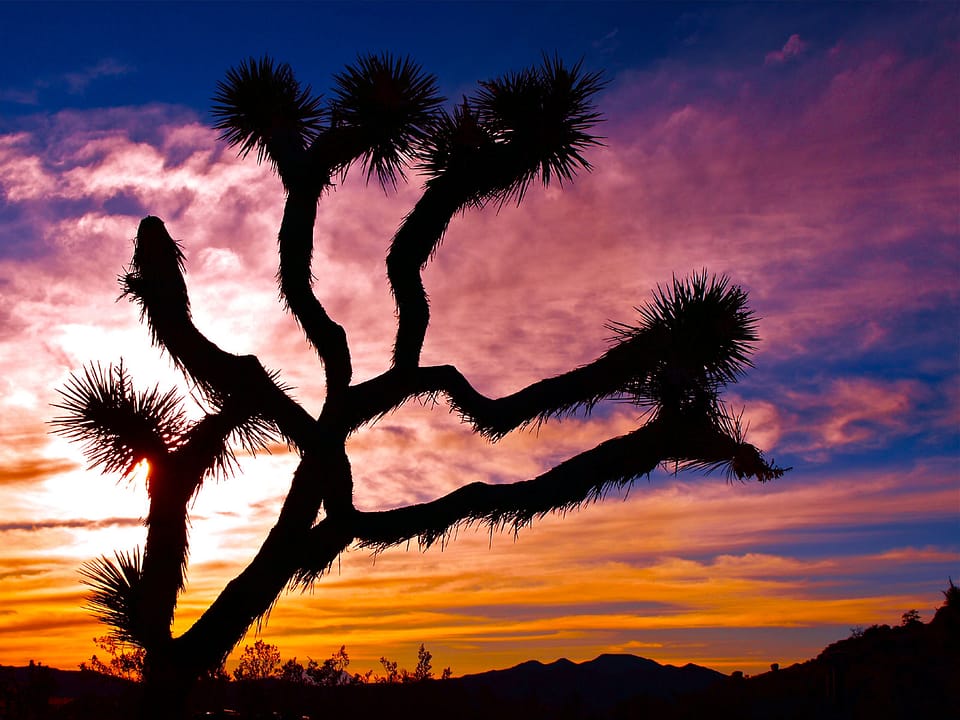 Beautiful Trees - Joshua Tree