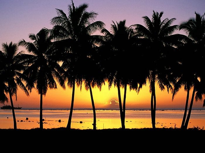 Beautiful Trees - Palm Sunset