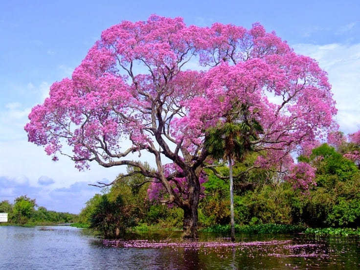 Beautiful Trees - The Pink Trumpet Tree