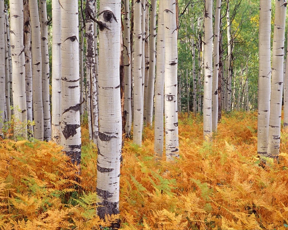 Beautiful Trees - Birch Tree forest