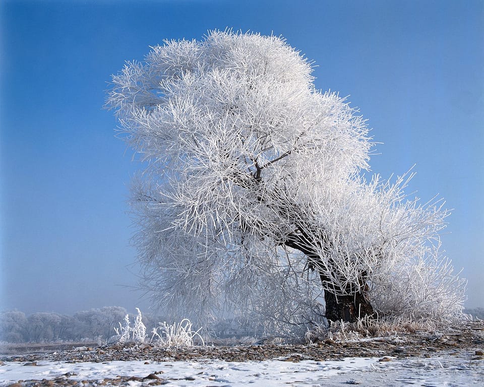 Beautiful Trees - Winter Tree