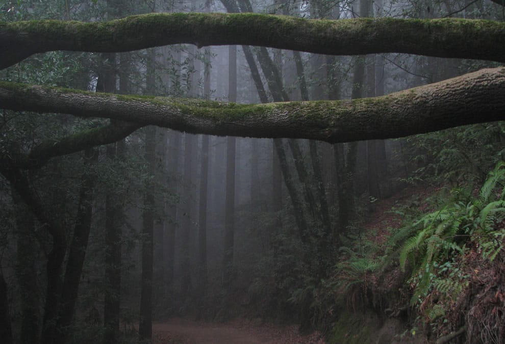 When the Woods Are Scary