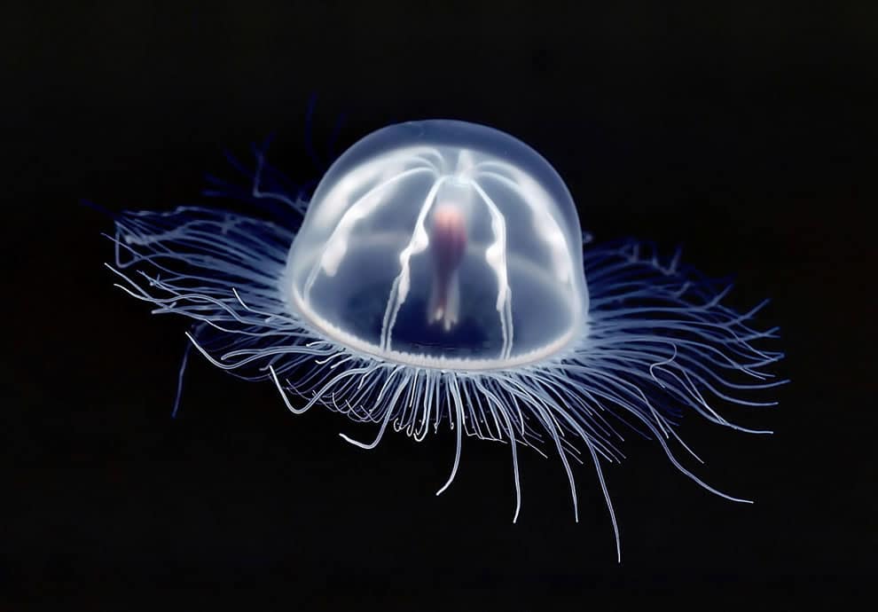 72 Surreal Jellyfishes Who Look Like Are Out Of This World